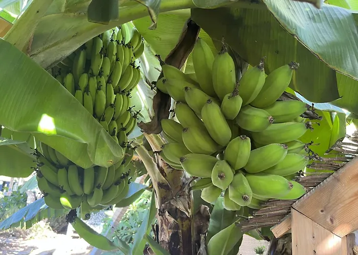 A-nueva! Magec Vip Jacuzzi Privado Buzanada