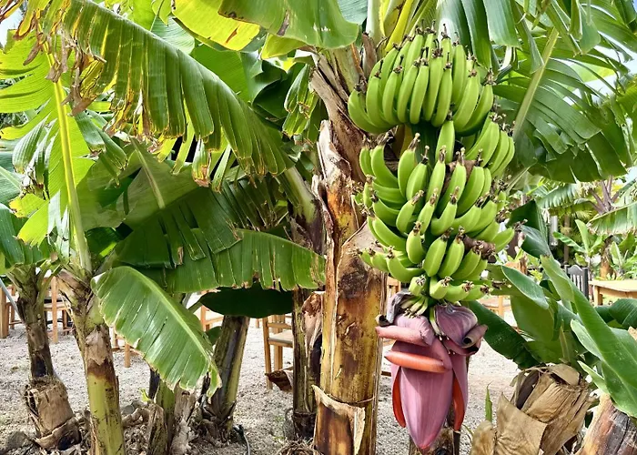 A-nueva! Magec Vip Jacuzzi Privado * Buzanada